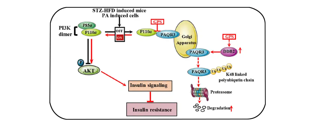 Gentiopicroside Supplier.jpg Gentiopicroside Supplier.jpg